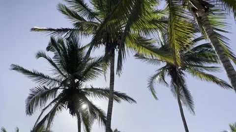 Palm trees 库存影片 254640498
