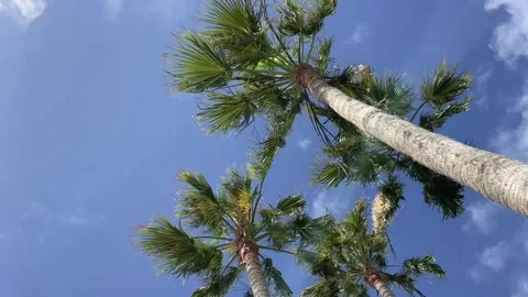 Palm trees Stock Footage 265800707
