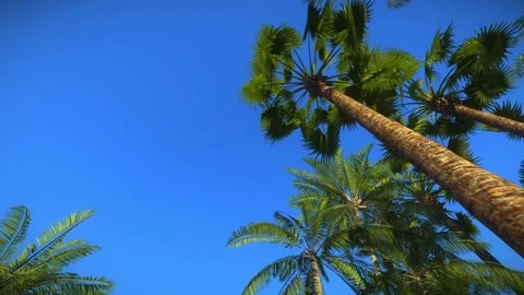 Palm Trees 库存影片 265852396