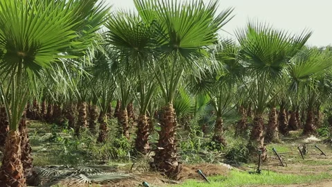 PALM TREES Stock Footage 306693415