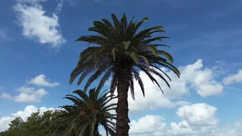Palm Trees Stock Footage 334905897