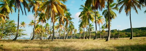 Palm Trees Stock Footage 339792947