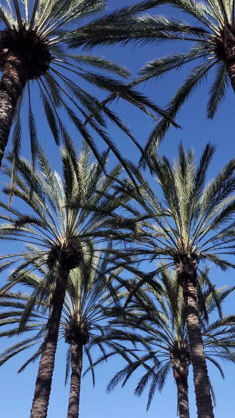 Palm Trees Stock Footage 342090575