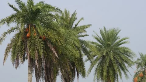 Palm trees Stock Footage 344278158