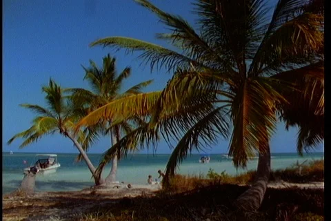 Palm Trees foreground, beach activity behind Stock Footage 122114335
