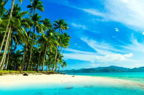 Palm trees forest on the beach 写真素材