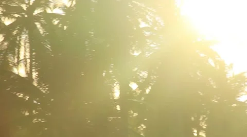 Palm trees forest closeup Stock Footage 49101438