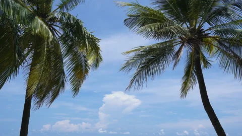 Palm trees forest  Stock Footage 155729487
