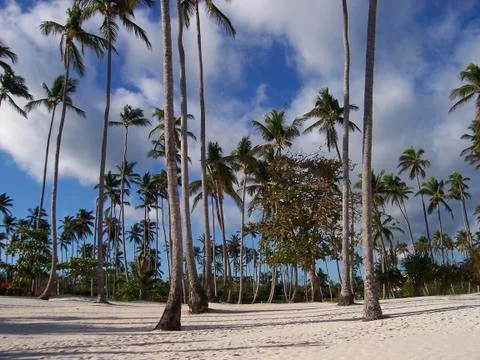 Palm trees forest Stock Photos