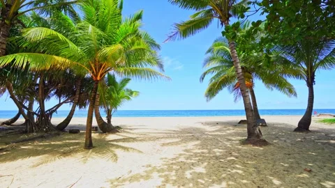 Palm trees frame on clear wild white sand beach on paradise Phuket Stock Footage 153182537