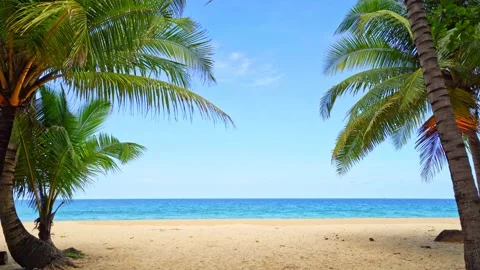 Palm trees frame on sand beach on paradise Phuket island Stock Footage 153182432