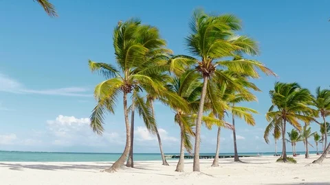 Palm trees frame of a sandy beach on the remote island of Bali Stock Footage 88480985