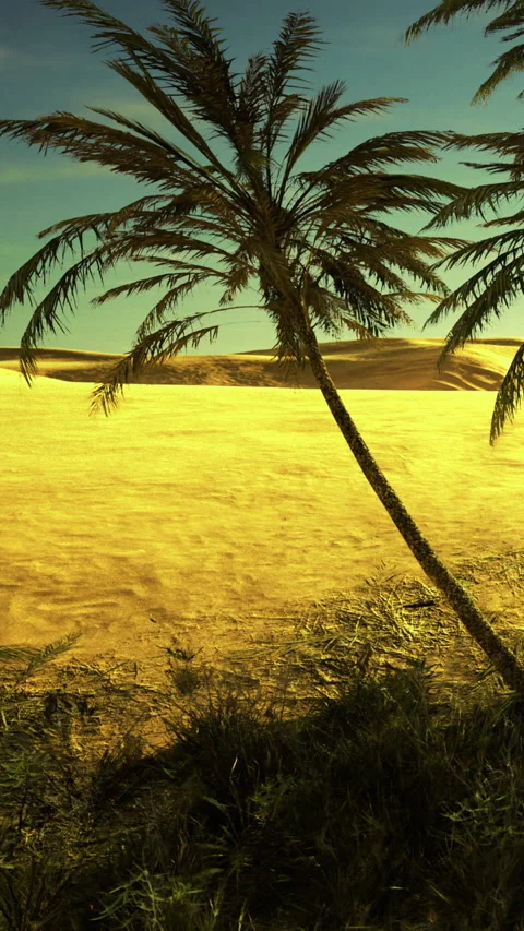 Palm trees frame a sandy beach at sunset near a distant shoreline Stock Footage 336175672