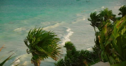 Palm trees frame turquoise Caribbean sea water below cliff view in Tulum Mexico Video stock 344759639