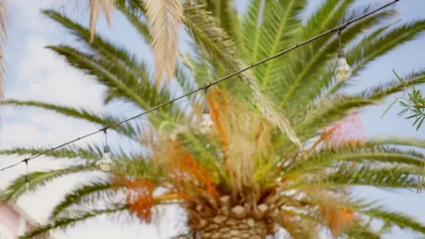 Palm trees framing the bright sky and vibrant surroundings with loft lightbulb Stock Footage 327012034