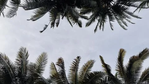 Palm Trees Framing a Cloudy Sky. Tree Canopy Background Stock Photos