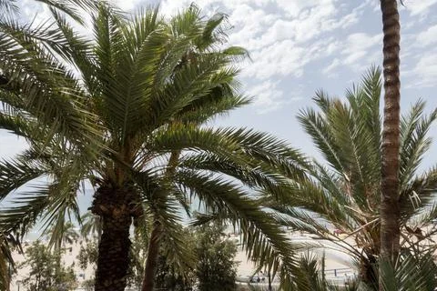 Palm trees framing distant beach and tranquil sea Stock Photos