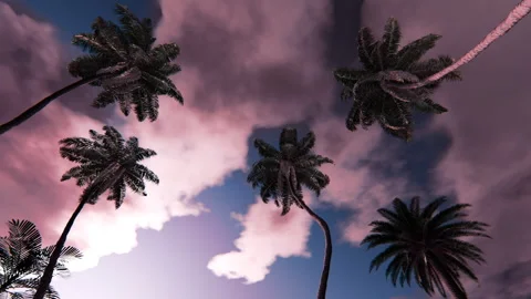 Palm trees framing pink clouds in a seamless loop against twilight sky Stock Footage 335021858