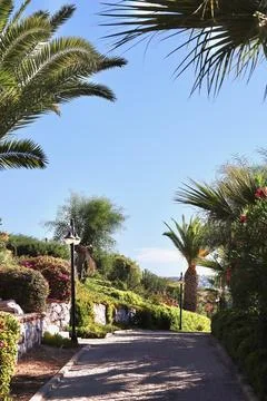 Palm trees framing a stone path winding through a resort garden, showcasing.. Stock Photos