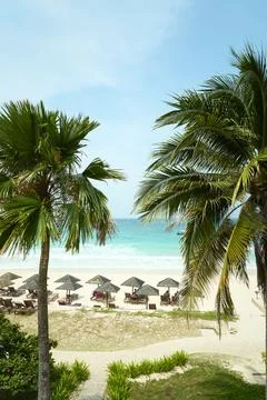 Palm trees framing tranquil beach scene with tourists relaxing on sunbeds Stock Photos