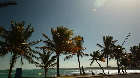 Palm Trees in Front of a Beautiful Beach on a Sunny Day HD Video Stock Footage 90386276