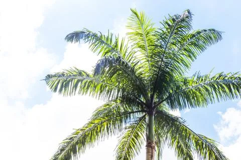 Palm trees in front of blue sky Stock Photos