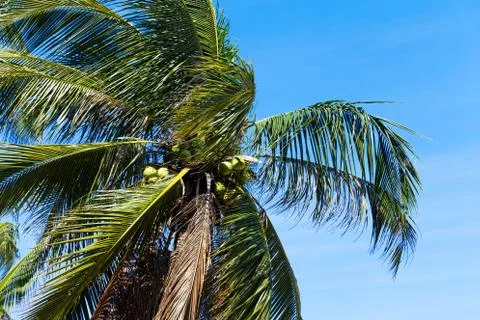 Palm trees in front of blue sky Foto stock