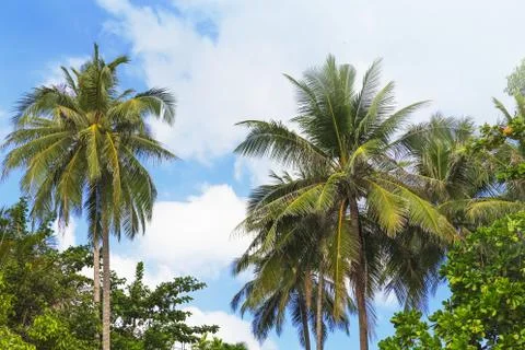 Palm trees in front of blue sky Stock-Fotos