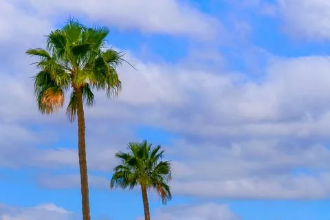 Palm trees in front of a blue sky with many clouds Stock Photos