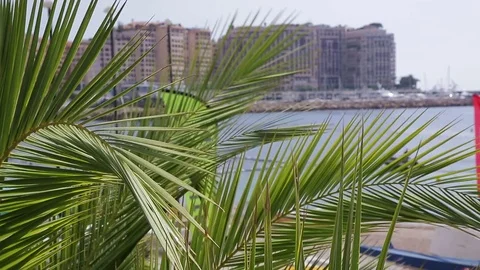 Palm trees in front of city and sea landscape Stock Footage 78566570