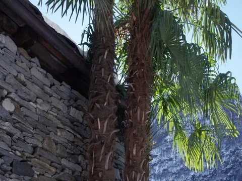 Palm trees in front of an old stone house with snow on the roof Stock Footage 83558792