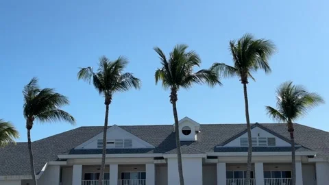 Palm Trees in Front of Tropical Resort Stock Footage 312688746