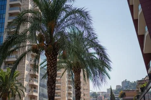 Palm trees with fruit clusters stand framed by modern buildings against blue sky Stock Photos