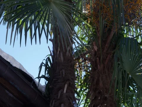 Palm trees with fruit stands in backlight moving slightly in the wind, closeup Stock Footage 83564954