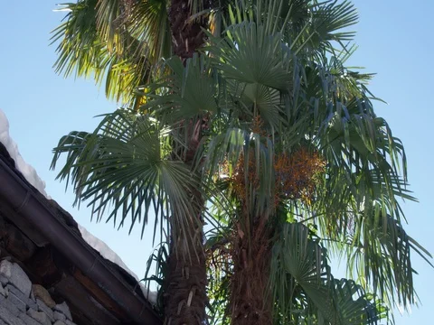 Palm trees with fruit stands in front of a stone roof with snow Video stock 83552534
