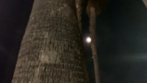 Palm trees on a full moon Stock Footage 126017883