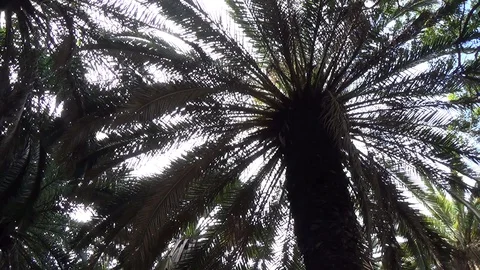 Palm trees in the garden of experiments Stock Footage 129972671