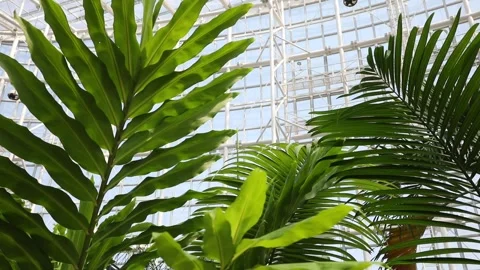  palm trees in the garden Stock-Footage 310080022