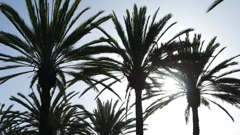 Palm Trees In Gentle Breeze With Sun Behind Stock Footage