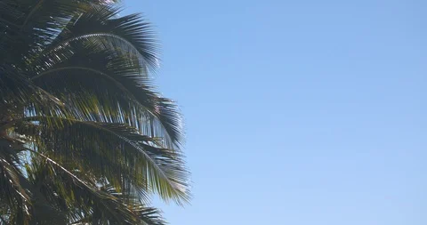 Palm Trees Gently Blowing in the Wind in 4k Slow Motion Stock Footage 104405542