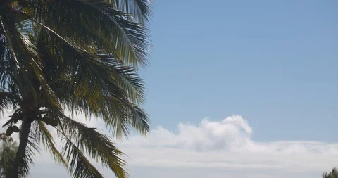 Palm Trees Gently Blowing in the Wind in 4k Slow Motion Stock Footage 104407266