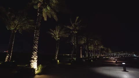Palm trees glow warmly against the night sky 스톡 동영상 337763986