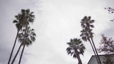 Palm Trees Going From Soft Blur to Sharp Focus and Back in California Stock Footage 333223027