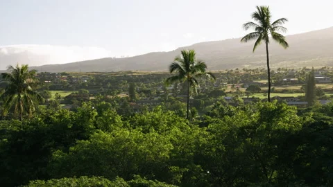 Palm Trees with Golf Course in Background 4k 스톡 동영상 235573824