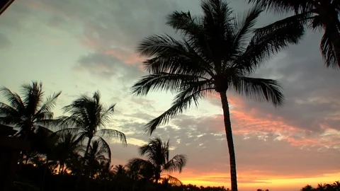 Palm trees on golf course with ocean view and sunset Stock Footage 125332939