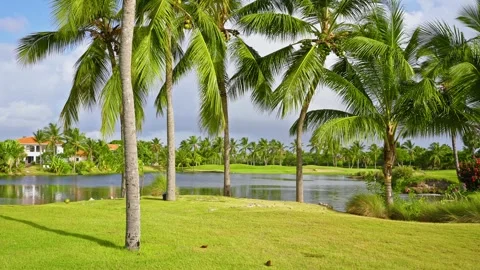 Palm trees on a golf course under a blue sky with a lake in the background. Stock Footage 342634588