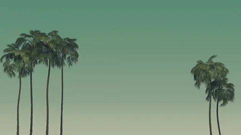 Palm Trees On A Gradient Background Stock Footage 313818359