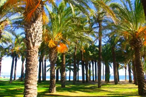Palm trees, grass background and sea line Stock Photos