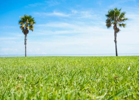 Palm trees in the grass Stock Photos