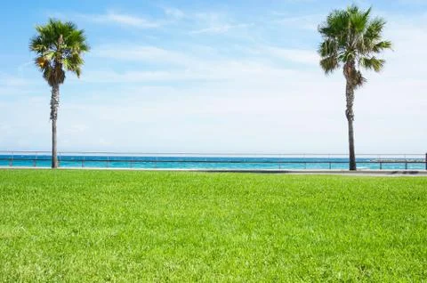 Palm trees in the grass Stock Photos